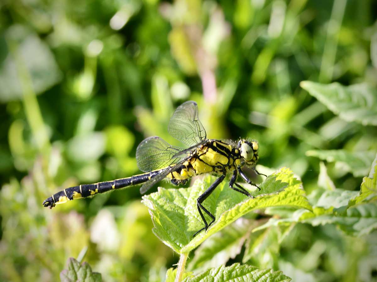 Gomphus_vulgatissimus